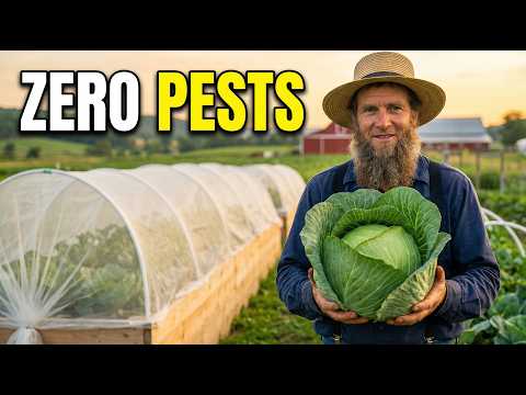 The Amish Secret Pest Barrier That Lasts an Entire Growing Season