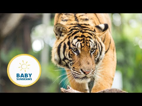 Let's go to the Zoo! | Learn to Talk | Animal names, words & more! | BABY SUNBEAMS