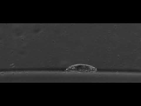 Walking Tardigrade