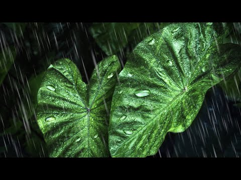 Sleep Rain Noise in Tropical Rainforest | Heavy Rain Sounds for Sleeping