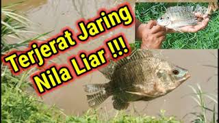 Mancing Jaring "Terjerat Jaring Nila Liar Mantaps !!!