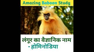 Amazing Baboon Study in Hindi language knowledge video #studyknowledge