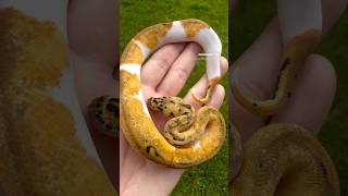 Pastel Clown Pied Ball Python