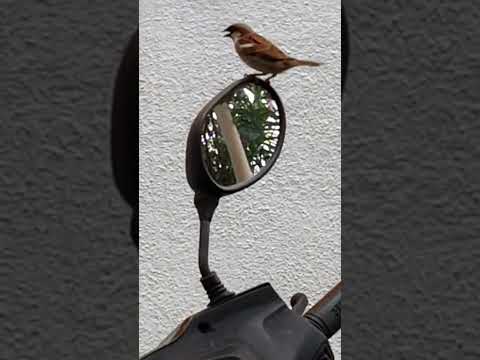 Sparrow #bird #trending #vadivelvoice #viralvideo #tamilcomedy