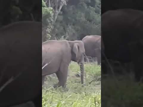 Elephant Srilanka #shorts