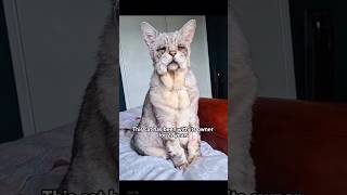 #shorts #shortsvideo #animals #animalshorts #cuteanimals #rescue #healing #animalrescue #cute