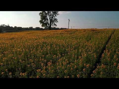 Sunflower Field Shelbyville, Indiana