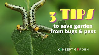 How to solve bugs problems in a garden | 3 Tips will save your garden from bugs and pest