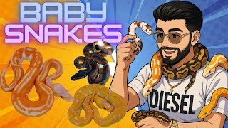 The Best Baby Ball Pythons We’ve EVER Hatched!?