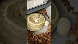 Znios 6/2025 #snake #pythonregius #reptiles #ballpython #animals #pets #eggs #pyton #węże #waz