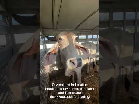Guzerat and Indu cows headed all over the United States #desicow #exoticcows