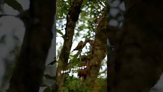 A creature driven by instincts forged through extreme survival
