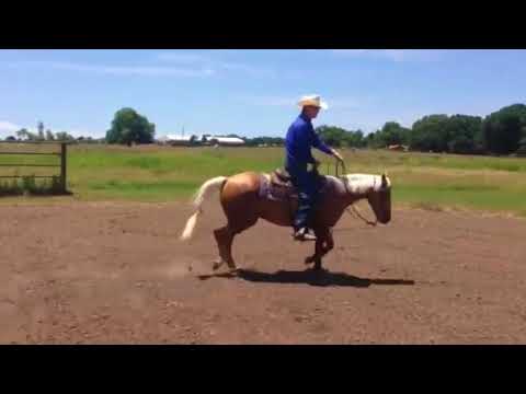 LIFELINE Challenge Episode 6   Training Tip   Teaching Your Horse to Trot     and Stop