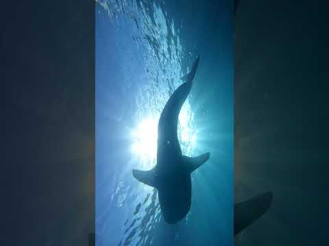 Majestic Whale Shark