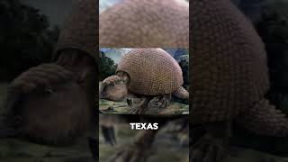 Ancient Marsupial Finally Discovered in Texas #short #fact #quickfacts #quickmind