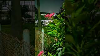 IIT Bombay Campus😍 | #iit #iitbombay #jee #motivation #viral #trending #jee2022 #shorts