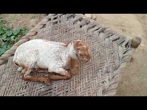 Hamry tu bakry b shahzdy han funny vlog