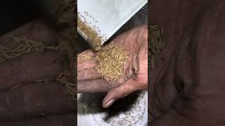 Jeera cleaning Pankha machine 📲📞☎️ +91 94253 20160