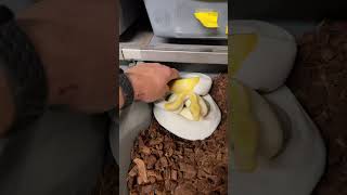 Pile of Albino Pied Ball Python Eggs!