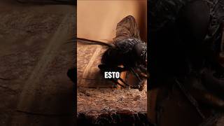 Truco para poder atrapar una mosca fácilmente #shorts