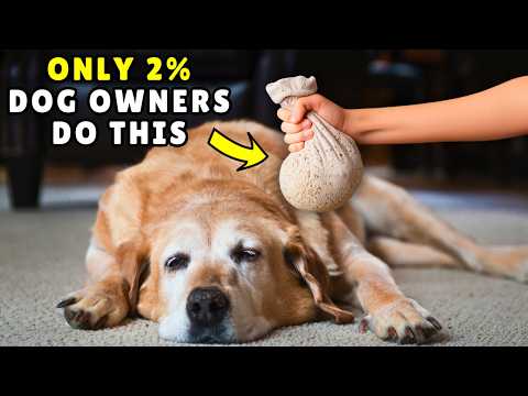 12 Things Your Dog Loves That 98% of Owners Never Do