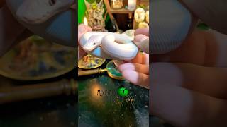 Snake with a hidden secret! #molinarosnakelab #blueeyedlucy #reptiles #exotics #snakes #snakemorphs