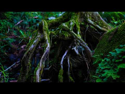 3 Hours Of Positive Mindset Music For Body, Mind, & Soul Healing. Meditation Music, Relaxing Music