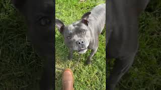 Fetch perfection — Bentley, we’ll talk later 😆 #dogshavingfun #LeadtheWay