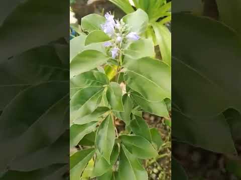 ternyata Legundi sangat bermanfaat untuk kesehatan 😯😲 #legundi #viralvideo