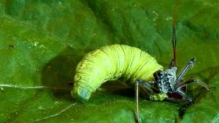 Wheel bug (assassin bug) vs. silver-spotted skipper caterpillar