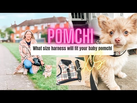 Pomchi, Which size fits your baby pomchi || Amazon Find 🤩