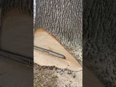 Ash Tree vs Stihl 500i #arborist