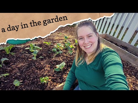 A day in the garden, planting spring crops, laying down cardboard and mulch