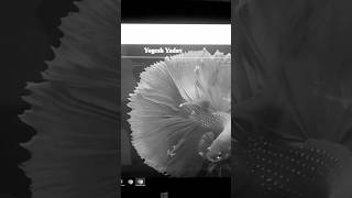 CSS2 font decoration // #anime #coding #programming #viralcode  #viralvideo #viralshorts  #python