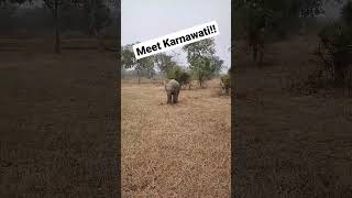 found this adorable thing at #pannanationalpark #shorts