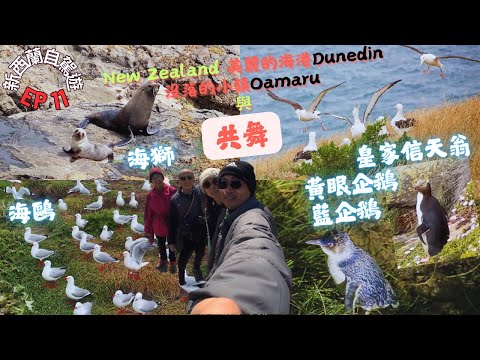 【新西蘭自駕遊 EP11】邂逅New Zealand 美麗的海港 “Dunedin” 和 沒落的小鎮“Oamaru” | 分享與皇家信天翁，黃眼企鵝，藍企鵝，海獅，黑與白天鵝以及海鷗們共舞的美好時刻