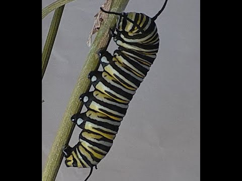 Monarch caterpillar about to j-hang