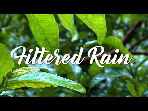 Forest Life Birds  Atmosphere Stress Free | Relax | Meditate