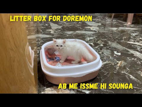 Buying Litter box and Food bowls For Doremon | He likes The Litter box | Krrishi Rathore |