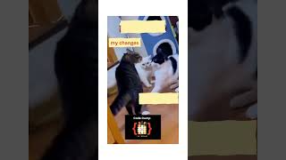 Merge Conflict  | #shortvideo #shortvideo #memes #git