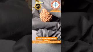 7 mukhi rudraksh nepali Code -1 8126661898,8126661898,8126078132