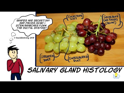Salivary gland histology - Structure, secretory cells and ducts