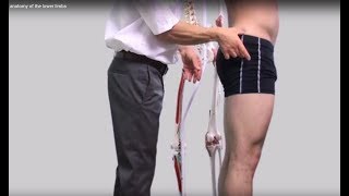 Surface anatomy of the lower limbs