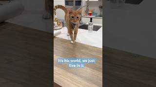 What do you want? #orangetabby #funny #memes #funnycats #cat