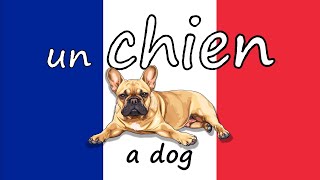 🇫🇷 PETS in FRENCH - Les Animaux Domestiques 🇫🇷