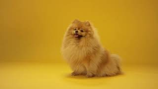Cute dog .... Name our new Dog! Comment your ideas below. #103