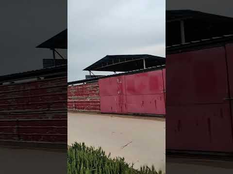 今天有点忙百福来鸵鸟养殖场客户有点多呀#The original video was filmed #None#ostrich#Ostrich fry#The latest bre