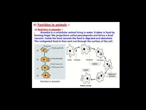 Biology class 10th nutrition in amoeba with easy notes