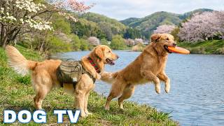 12 Hours of Dog TV for Dogs to Watch 🐶 Anti-Anxiety Video for Dogs Left Home Alone - Calm Dog Music