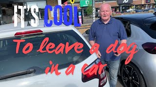 Hot Cars Kill Dogs: Why Do People Leave Pets in Danger #doglover #animalwelfare
